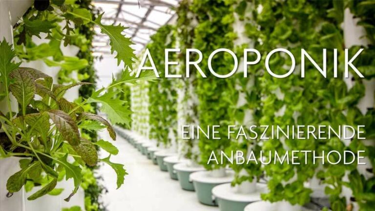 Aeroponik