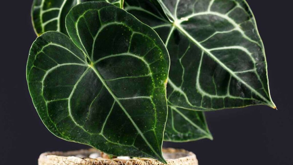 Hydrokultur Pflanze, Anthurium,