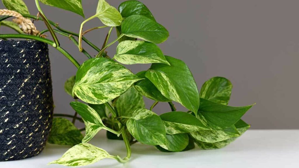 Hydrokultur Pflanze, Epipremnum, Efeutute