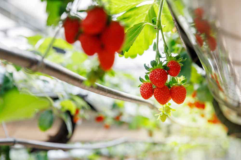 Erdbeeren in einem Hydroponik System