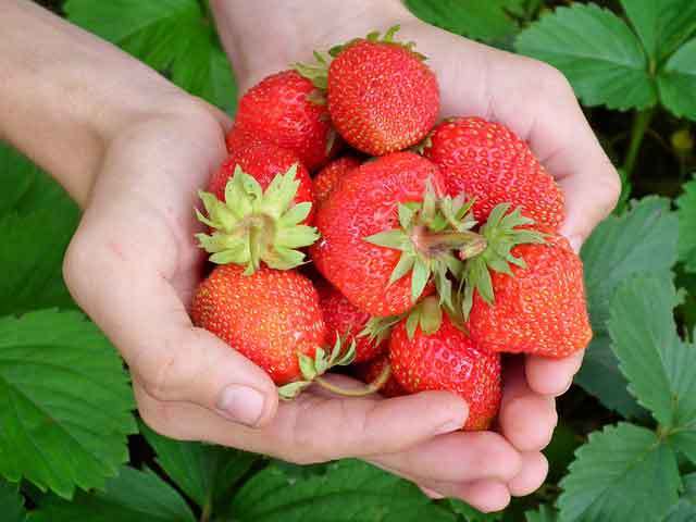 geerntete Erdbeeren in Hand