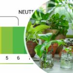pH-Werte und EC-Werte für Hydrokultur bzw. Zier- und Zimmerpflanzen