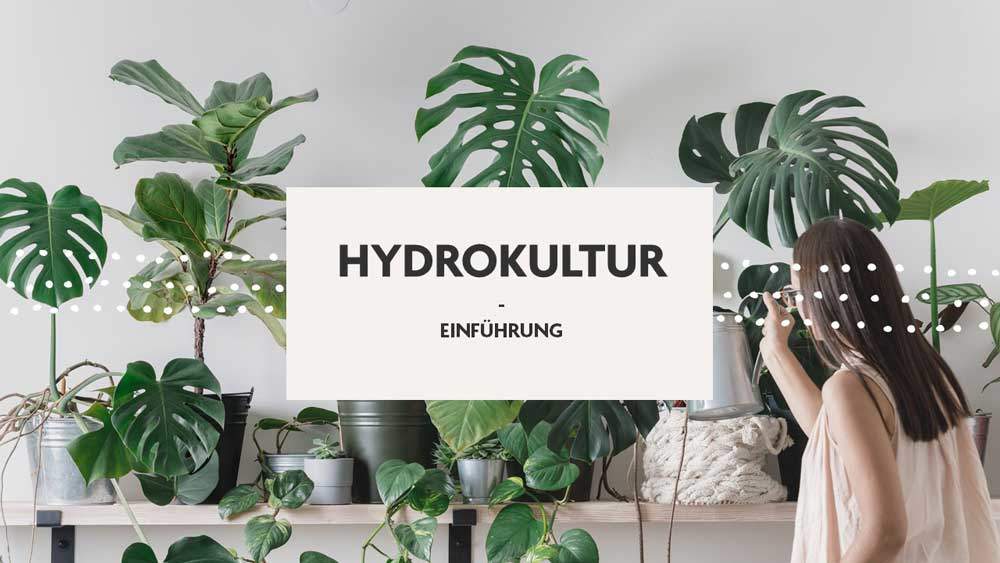Hydrokultur-Einführung