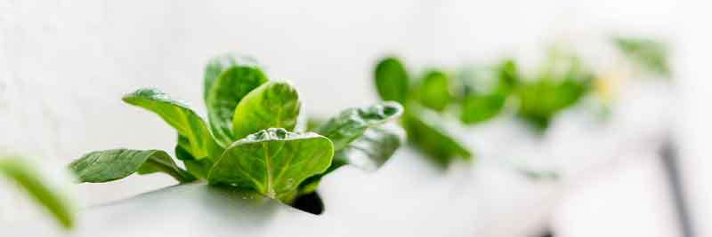Leuchtstoffröhre für Pflanzen: Vor- & Nachteile
