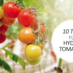 Hydroponik Tomaten