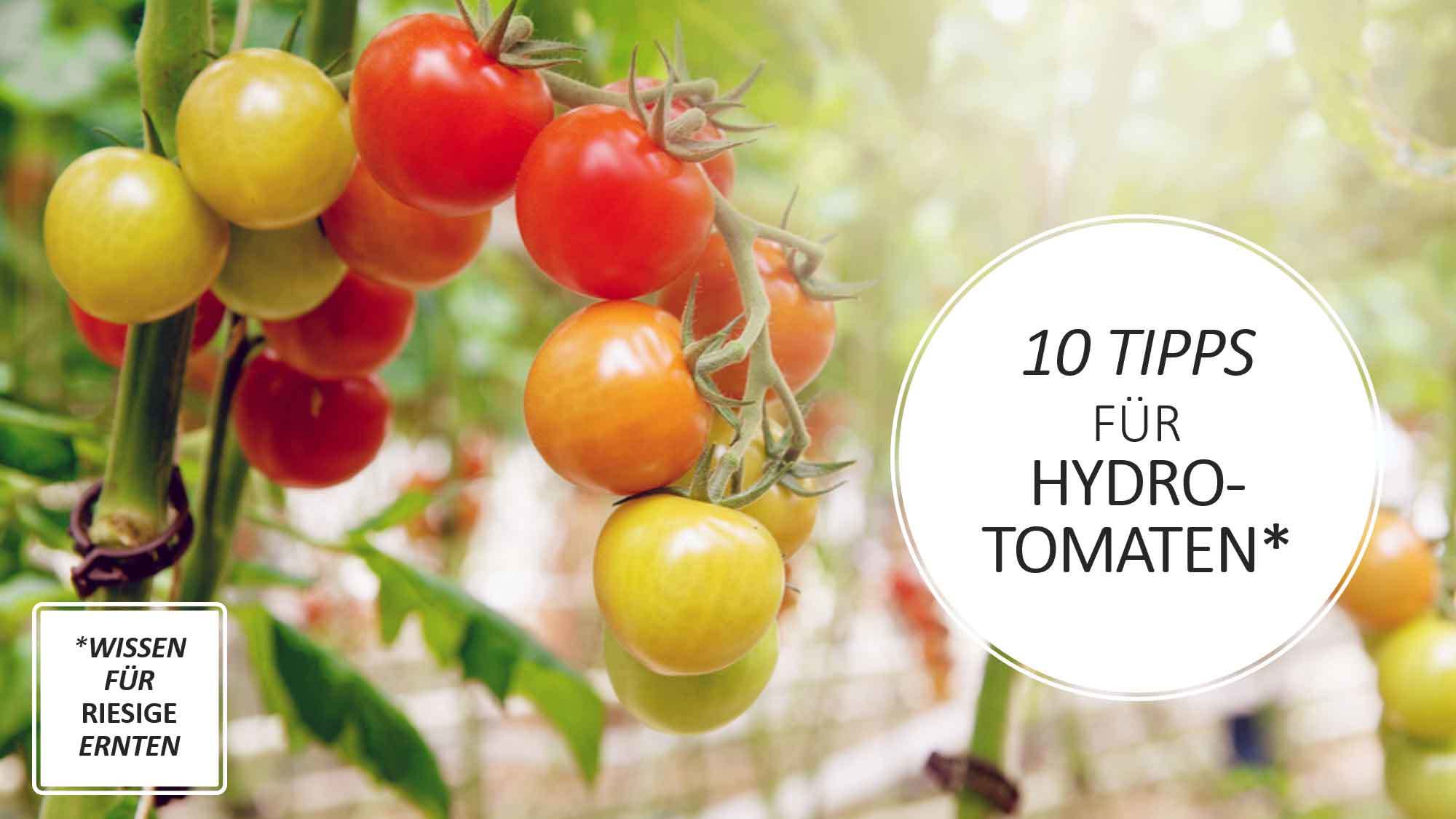 Hydroponik Tomaten