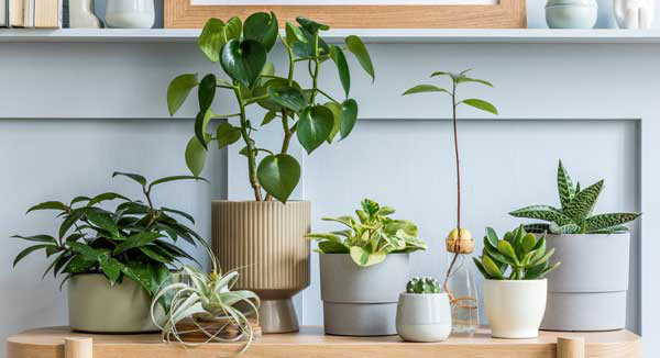 hydrokultur-pflanzen-indoor
