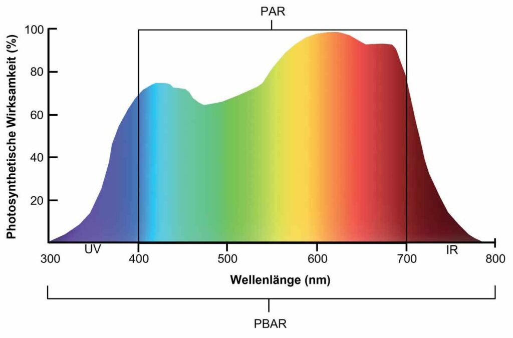 McCree Kurve mit der photosynthetischen Wirksamkeit und PAR sowie PBAR