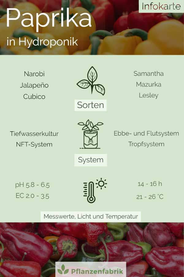 Paprika-, Chili, und Peperoni in Hydroponik: System, Sorten, pH-Wert und EC-Wert