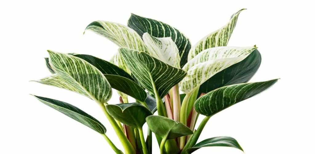 Philodendron in Hydrokultur