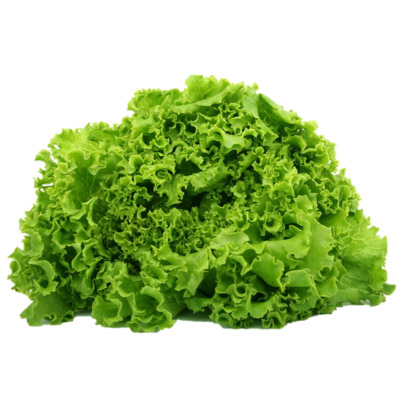 Hydroponik Pflanze Salat