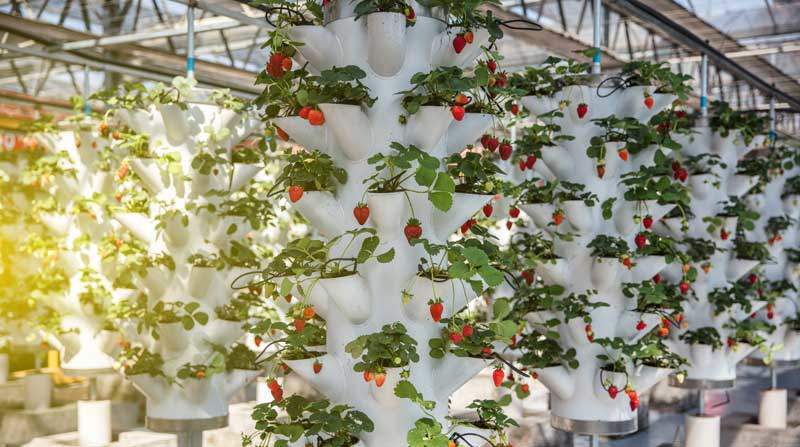 Vertical Farming System mit Erdbeeren
